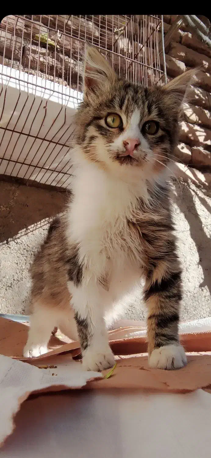 گربه‌گمشده‌‌اطراف‌هله‌سرا.میدان‌فوتبال‌شلقون|گربه|چوبر, |دیوار