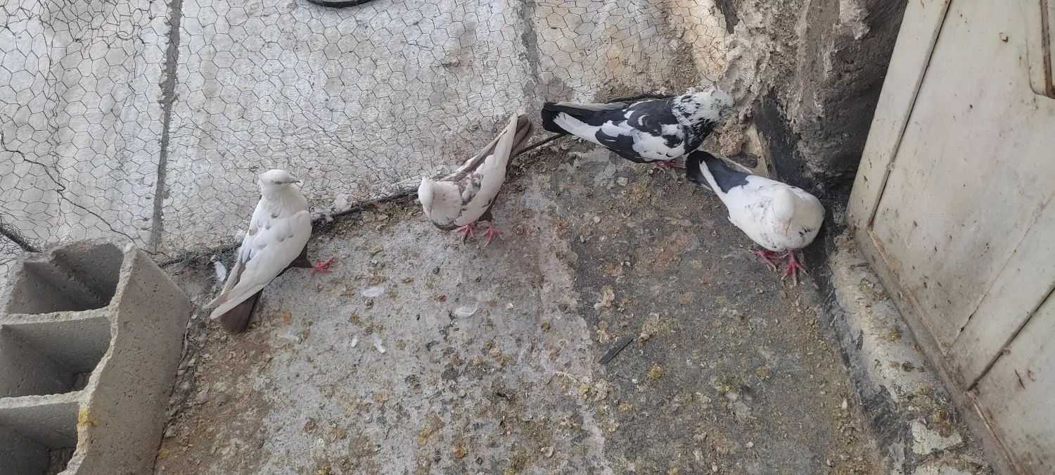 کبوتر|پرنده|شیراز, آزادی|دیوار
