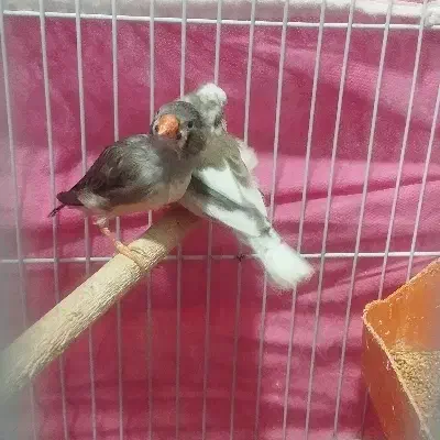 دو جفت فنچ مولد|پرنده|بندر ماهشهر, |دیوار