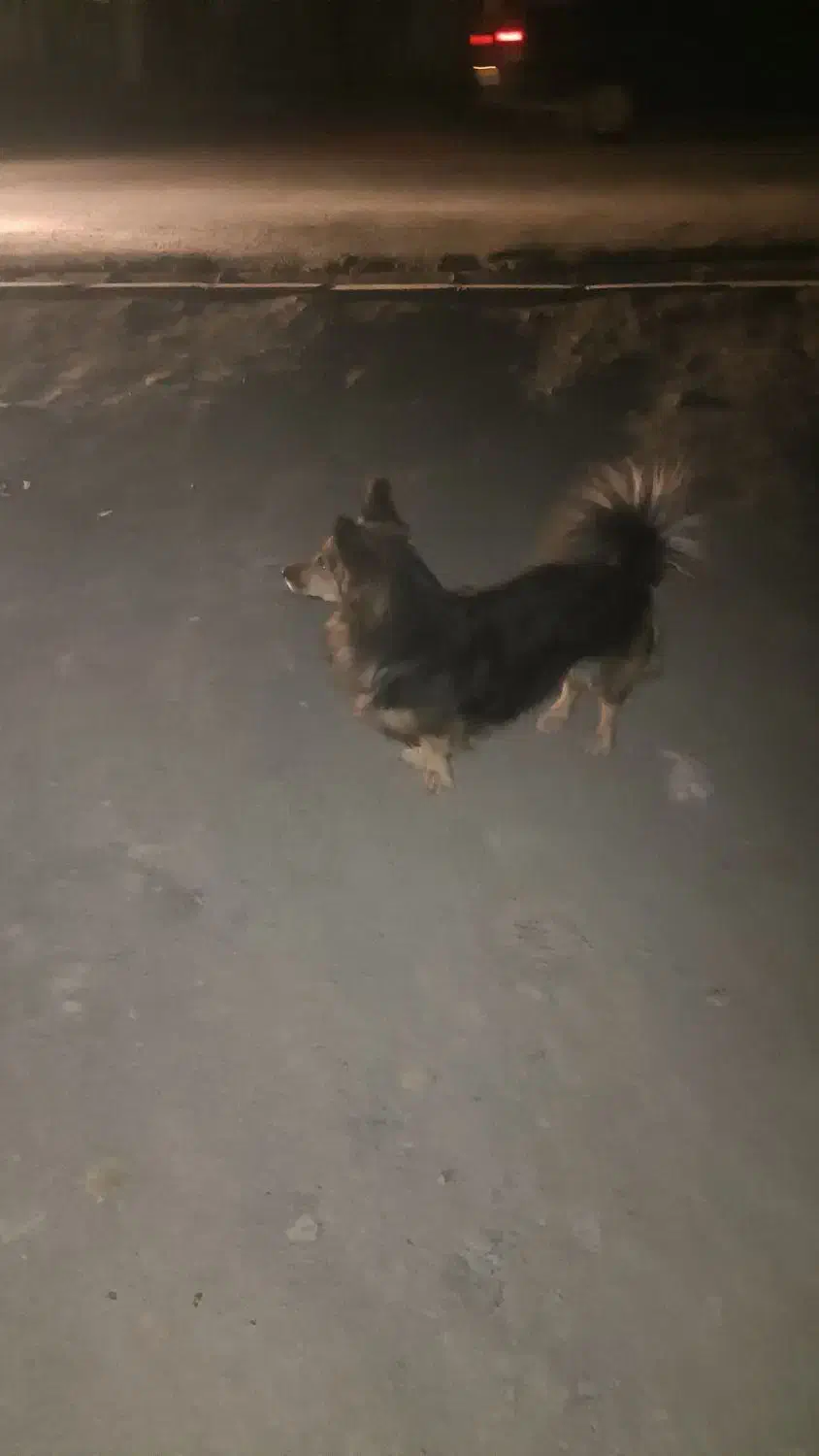 سگ پیدا شده باباریز|حیوانات|سنندج, |دیوار