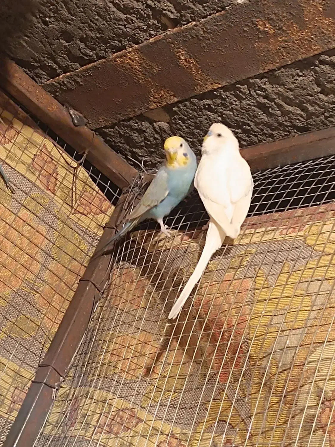 مرغ عشق رنگ حاص|پرنده|میناب, |دیوار