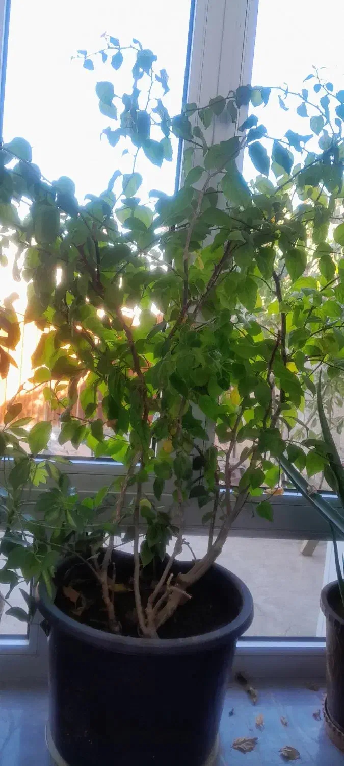 گل..|گل و گیاه طبیعی|یامچی, |دیوار