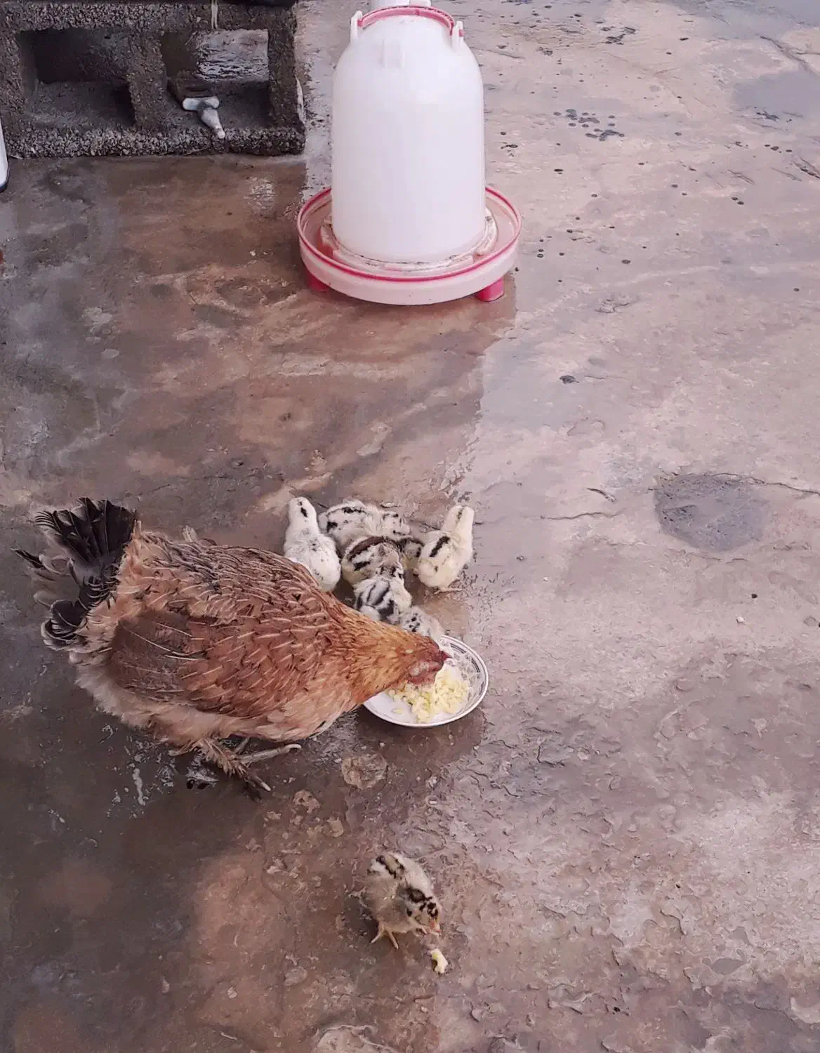 مرغ با جوجه / خروس محلی کاملا سالم و جوان (باشت)|حیوانات مزرعه|باشت, |دیوار