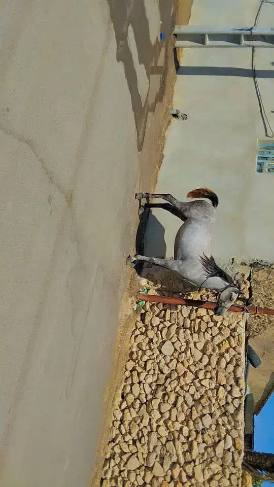 اسب مادیون به همراه کره|اسب و تجهیزات اسب‌سواری|بوشهر, |دیوار