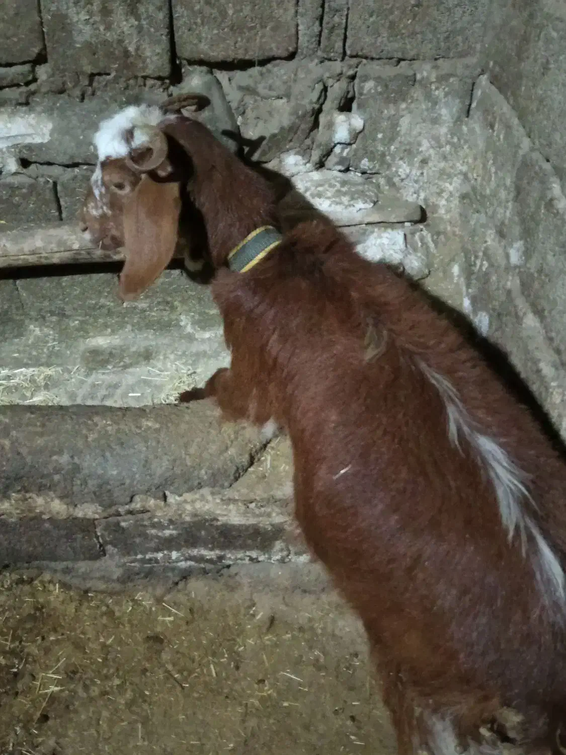 بزغاله|حیوانات مزرعه|امام, |دیوار