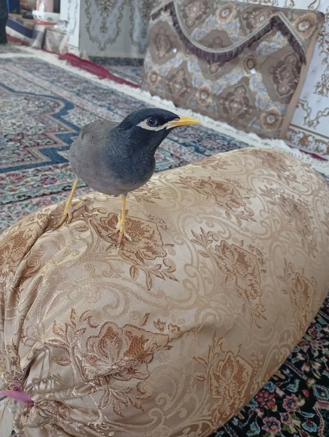 مرغ مینا|پرنده|بم, |دیوار