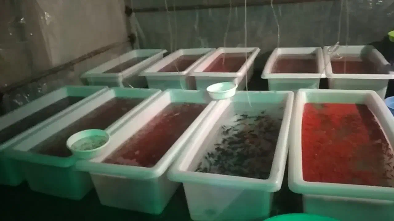 ماهی قرمز عید|ماهی|تبریز, |دیوار