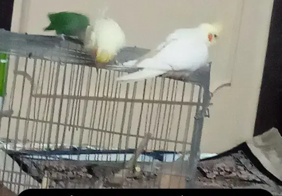 عروس هلندی|پرنده|نسیمشهر, |دیوار