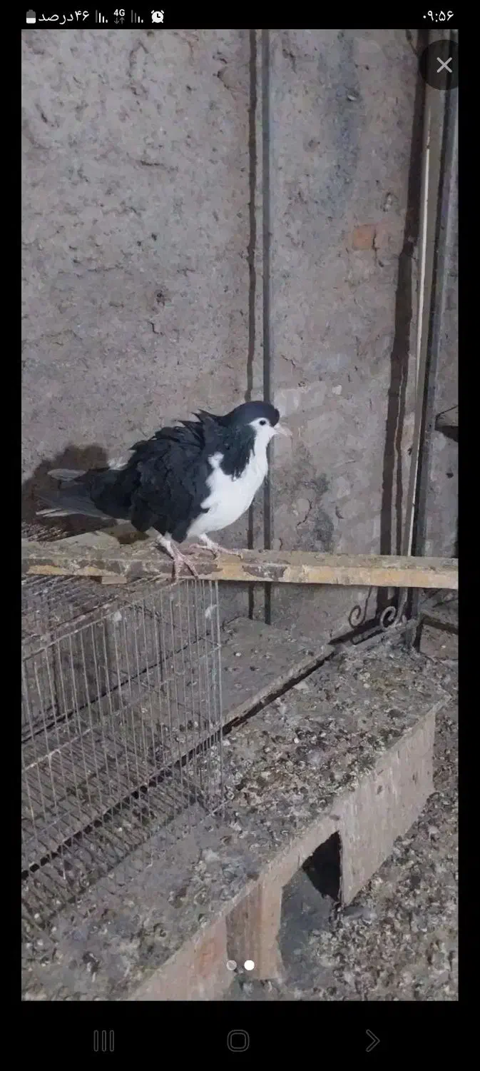 کبوترسده|پرنده|اسفراین, |دیوار