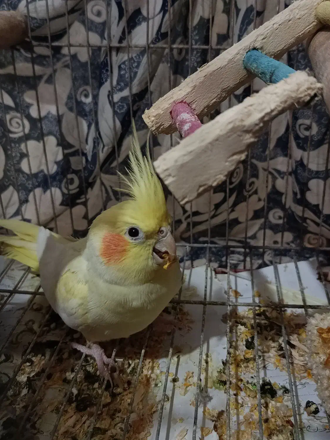 فروش جفت عروس هلندی کار داده بندر لنگه|پرنده|بندرلنگه, |دیوار