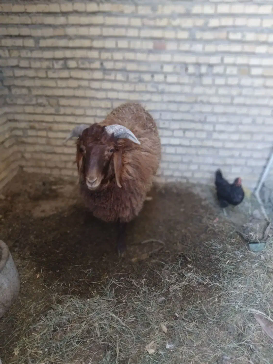 گوسفند نر|حیوانات مزرعه|بندر امام خمینی, |دیوار