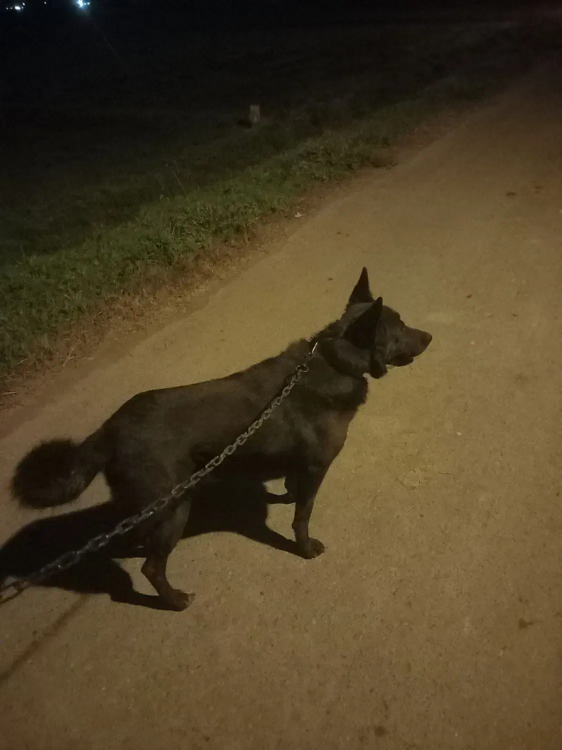 سگ ژرمن بلک|سگ|خشکبیجار, |دیوار