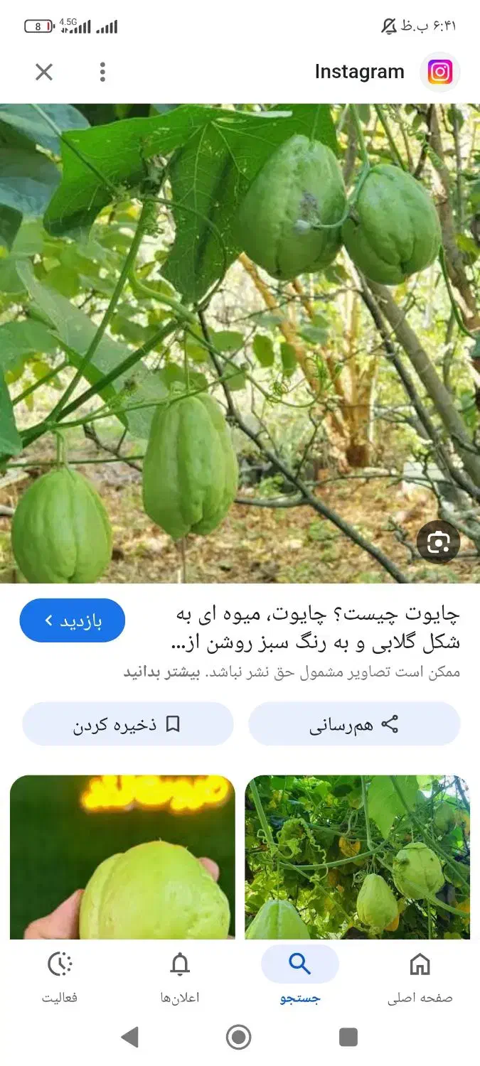 میوه خارجی|خوردنی و آشامیدنی|قم, خندق|دیوار