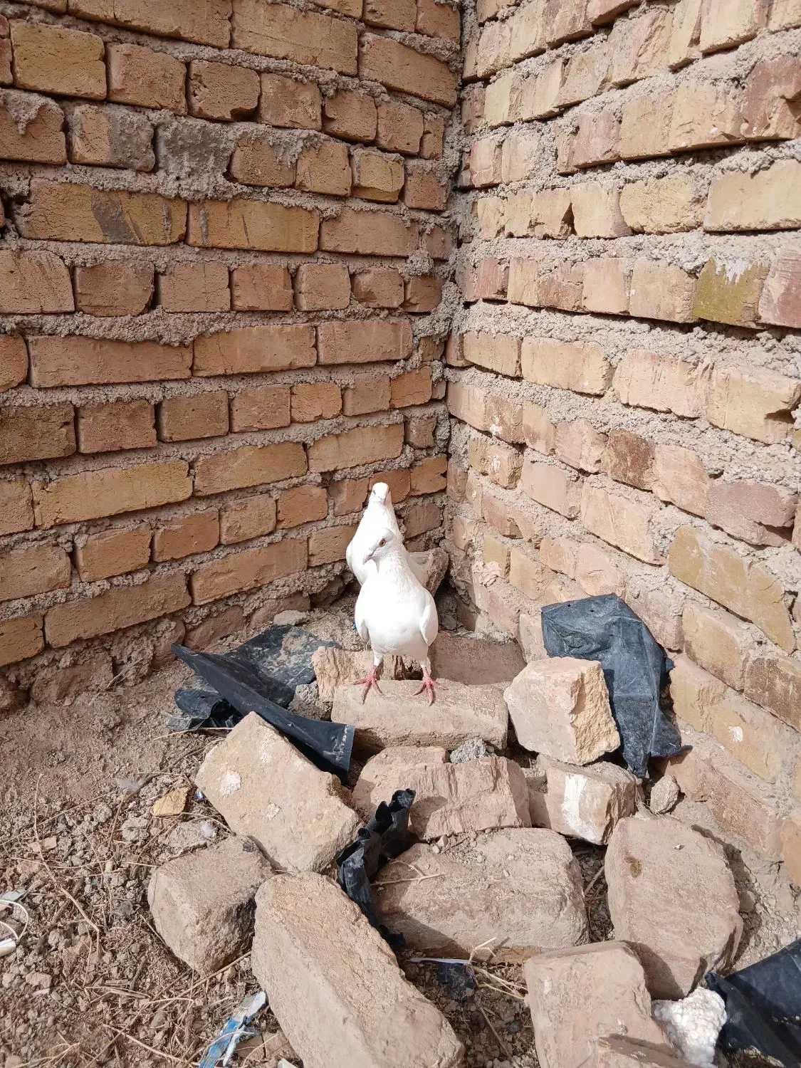 کبوتر|پرنده|بوئین زهرا, |دیوار