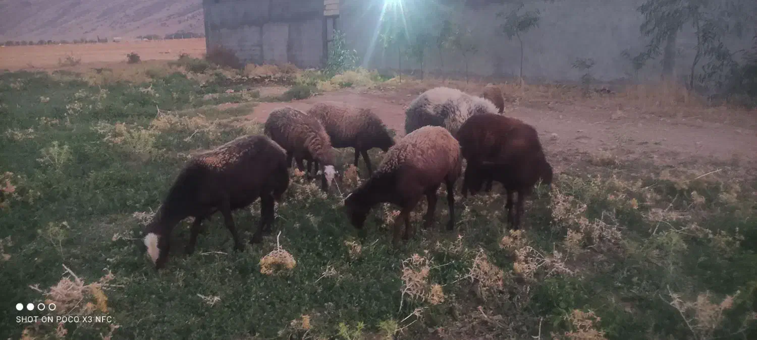 فروختن گوسفند|حیوانات مزرعه|رومشکان, |دیوار