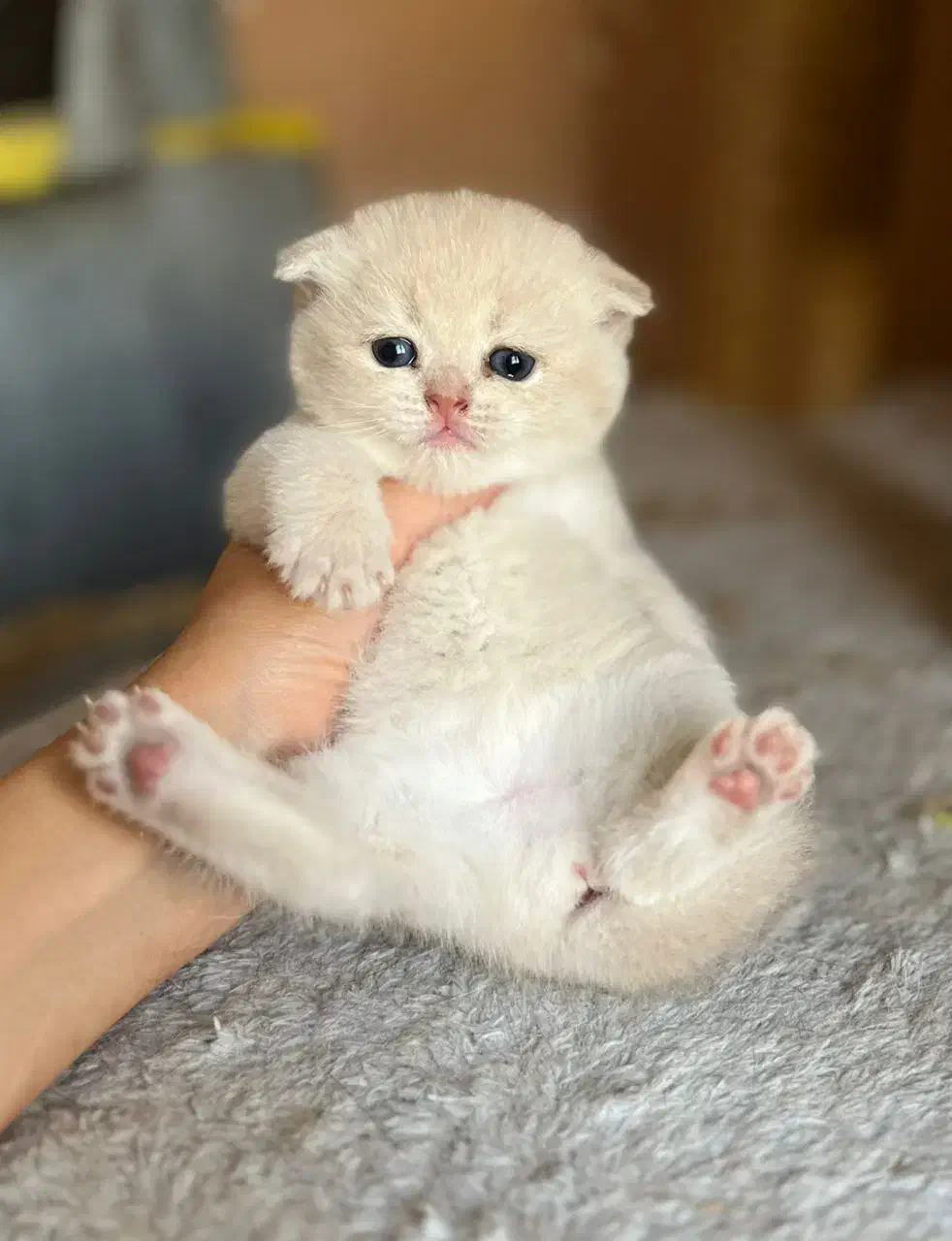 واگذاری گربه های نژاد دار|گربه|بوشهر, |دیوار