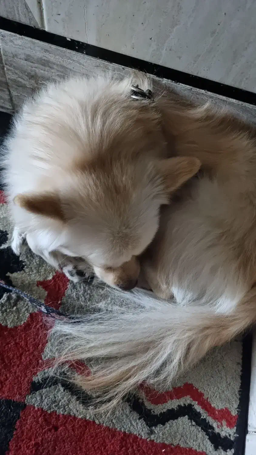 سگ آپارتمانی|سگ|دزفول, |دیوار