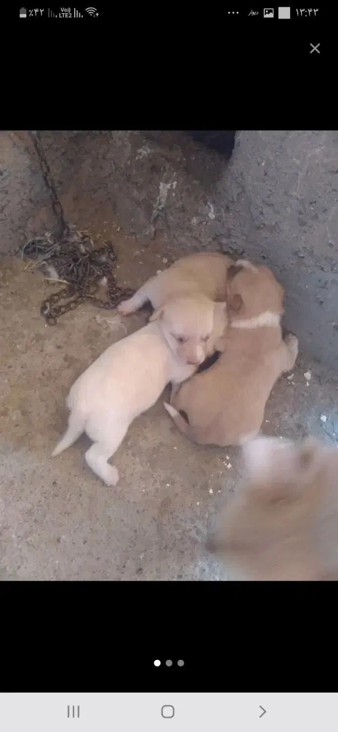 توله های بوبی پامر سرابی|سگ|سراب, |دیوار