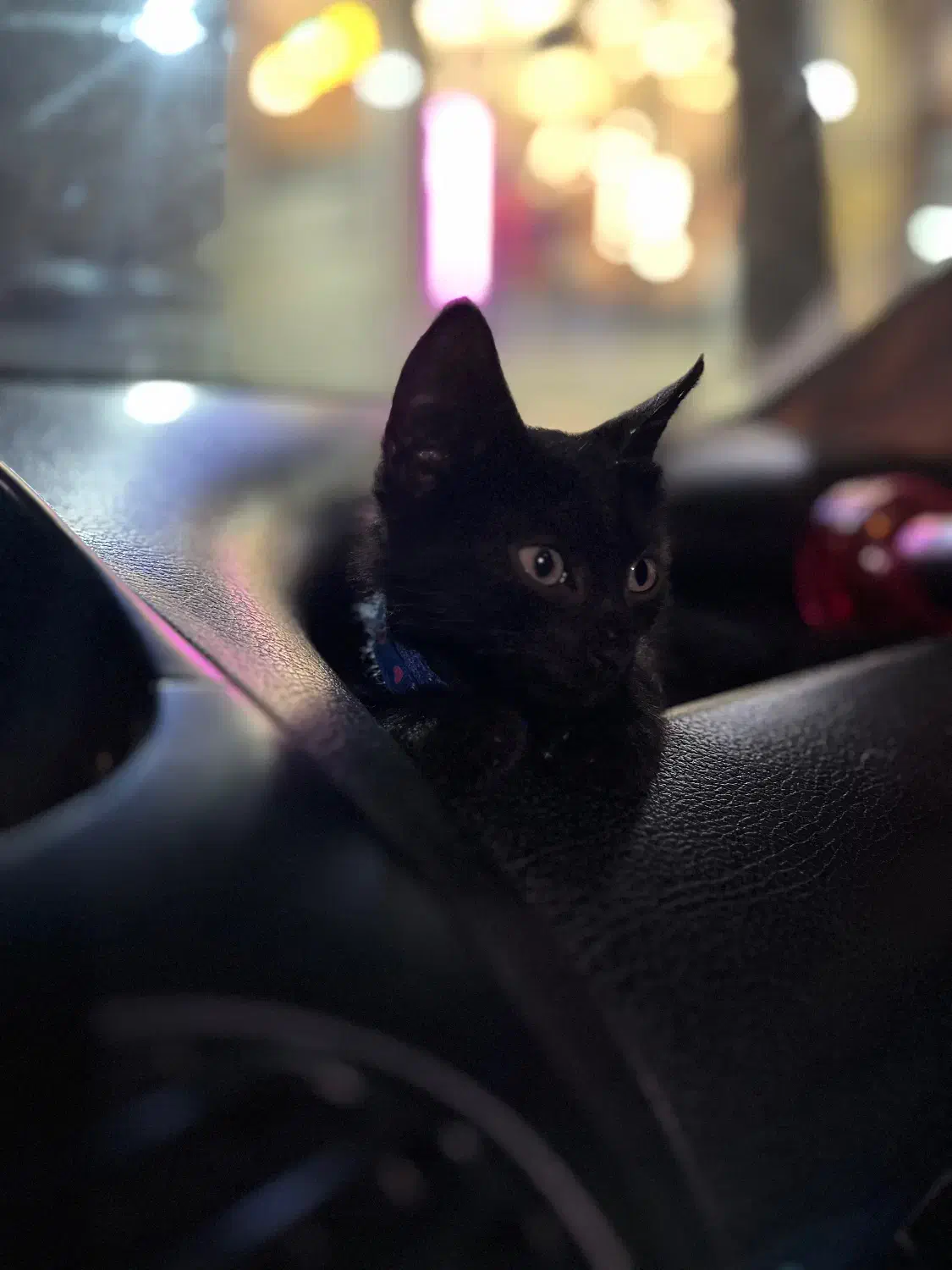 گربه گمشده|گربه|کرمانشاه, |دیوار