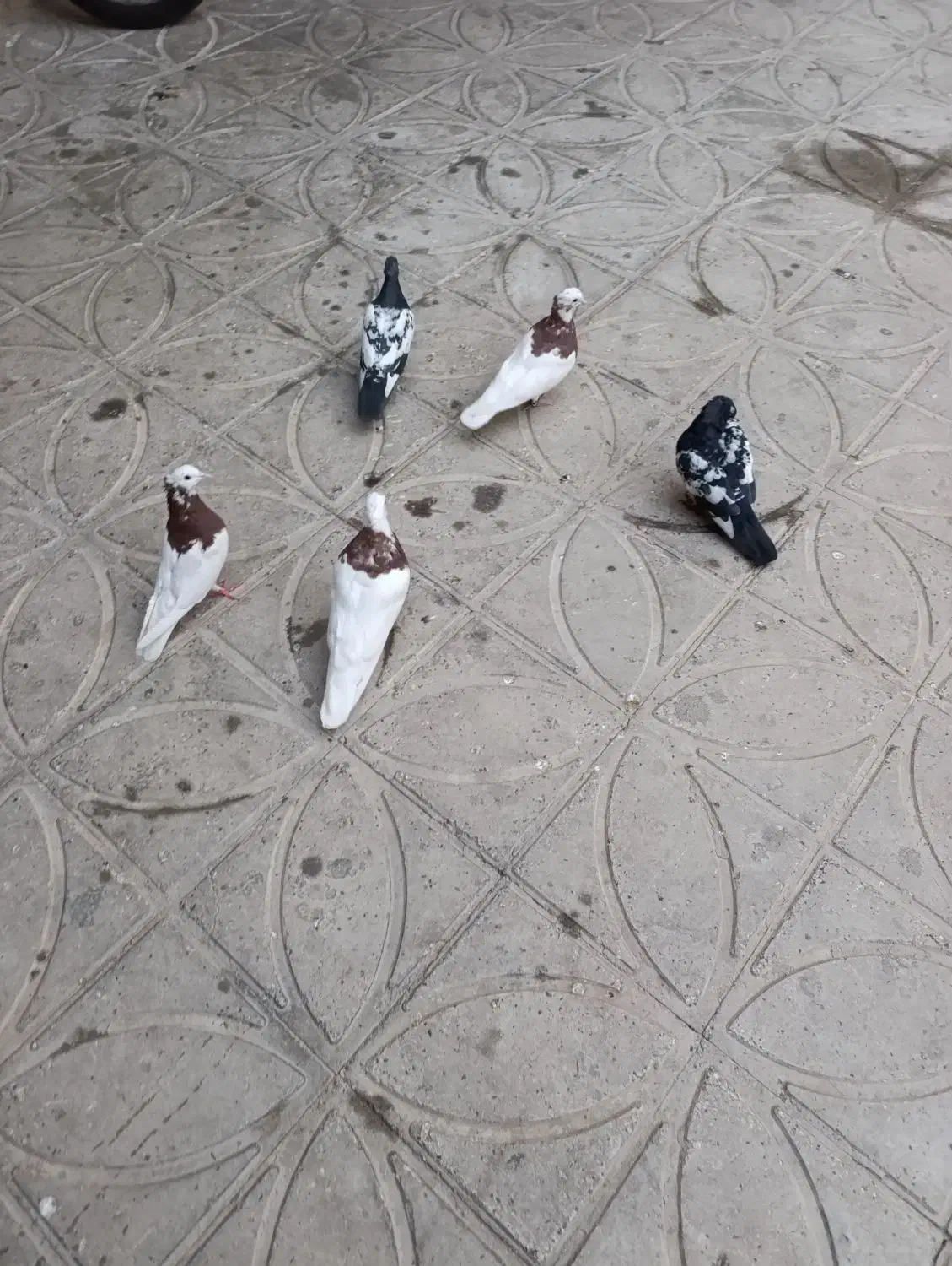 کبوتر|پرنده|شیراز, شهرک گلستان|دیوار