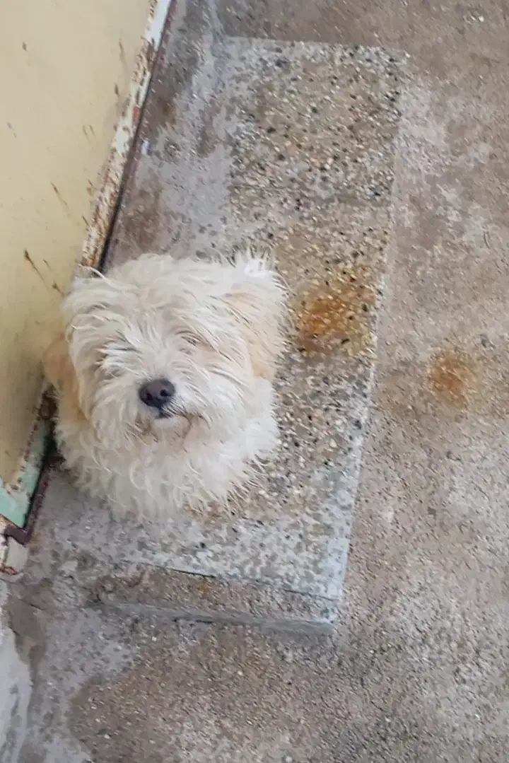 سگ پاکوتاه|سگ|تهران, شهید رجایی|دیوار