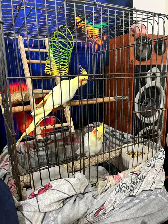 جفت عروس هلندی سخنگو|پرنده|کیش, |دیوار