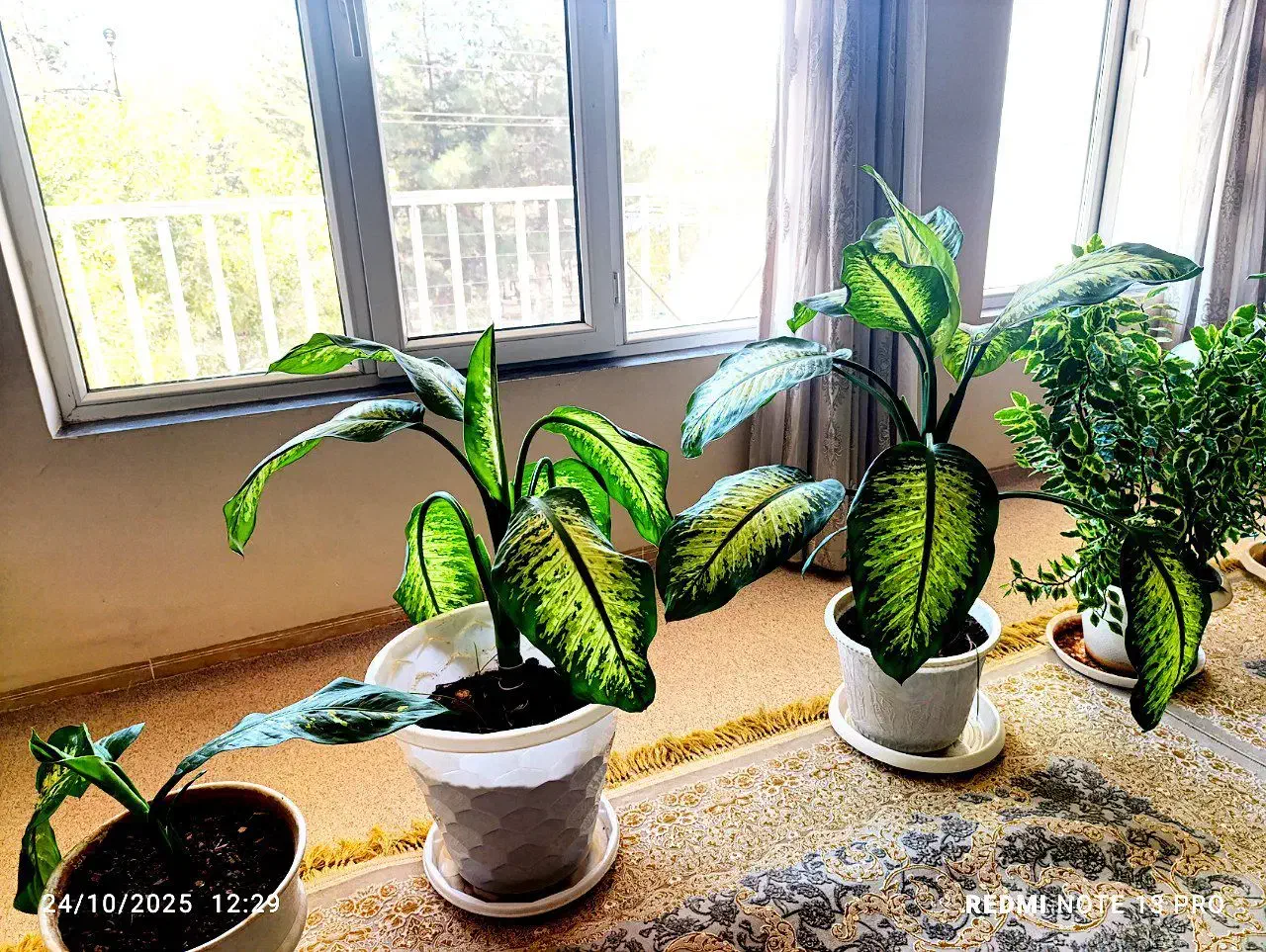 دیفن باخیا شیک وزیبا در اندازه های مختلف|گل و گیاه طبیعی|پاوه, |دیوار