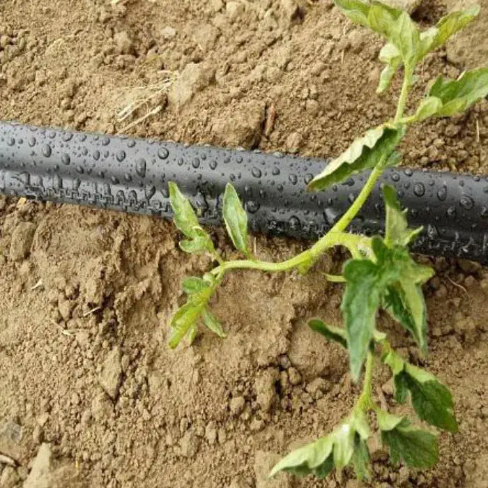 فروش ویژه نوارتیپ|گل و گیاه طبیعی|سامان, |دیوار