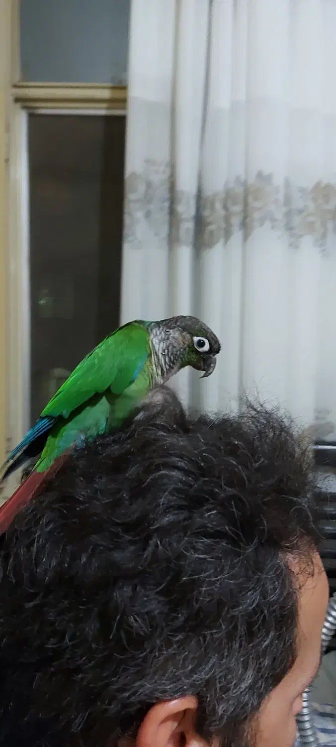 طوطی گیرینچیک|پرنده|ملارد, |دیوار