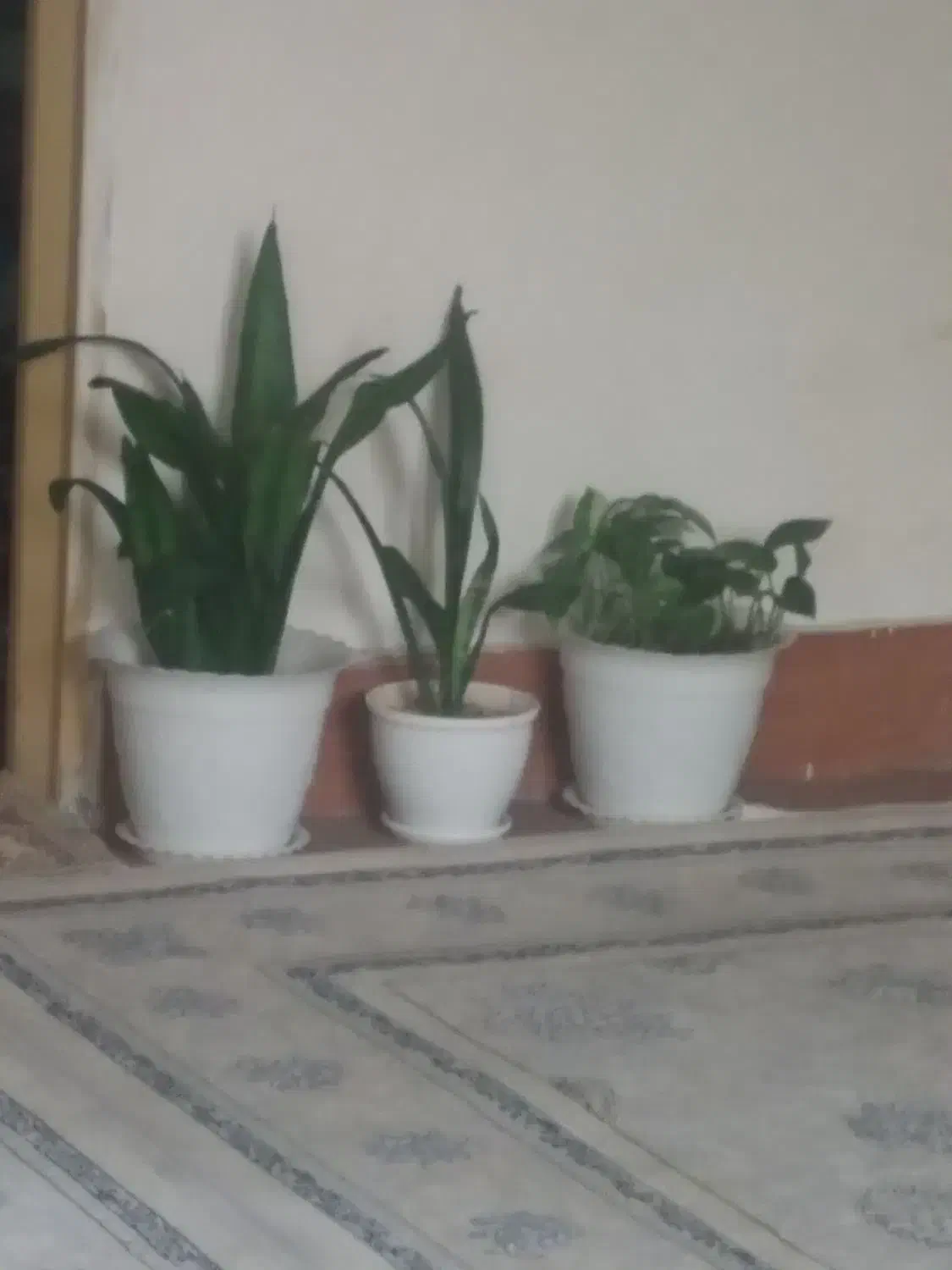 گل طبیعی|گل و گیاه طبیعی|ماهدشت, |دیوار