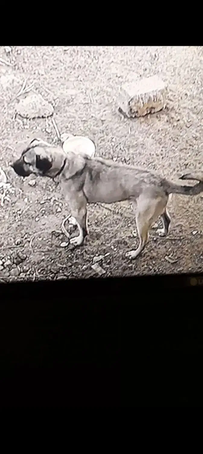 پژدر 2 ساله|سگ|سبزوار, هویزه|دیوار