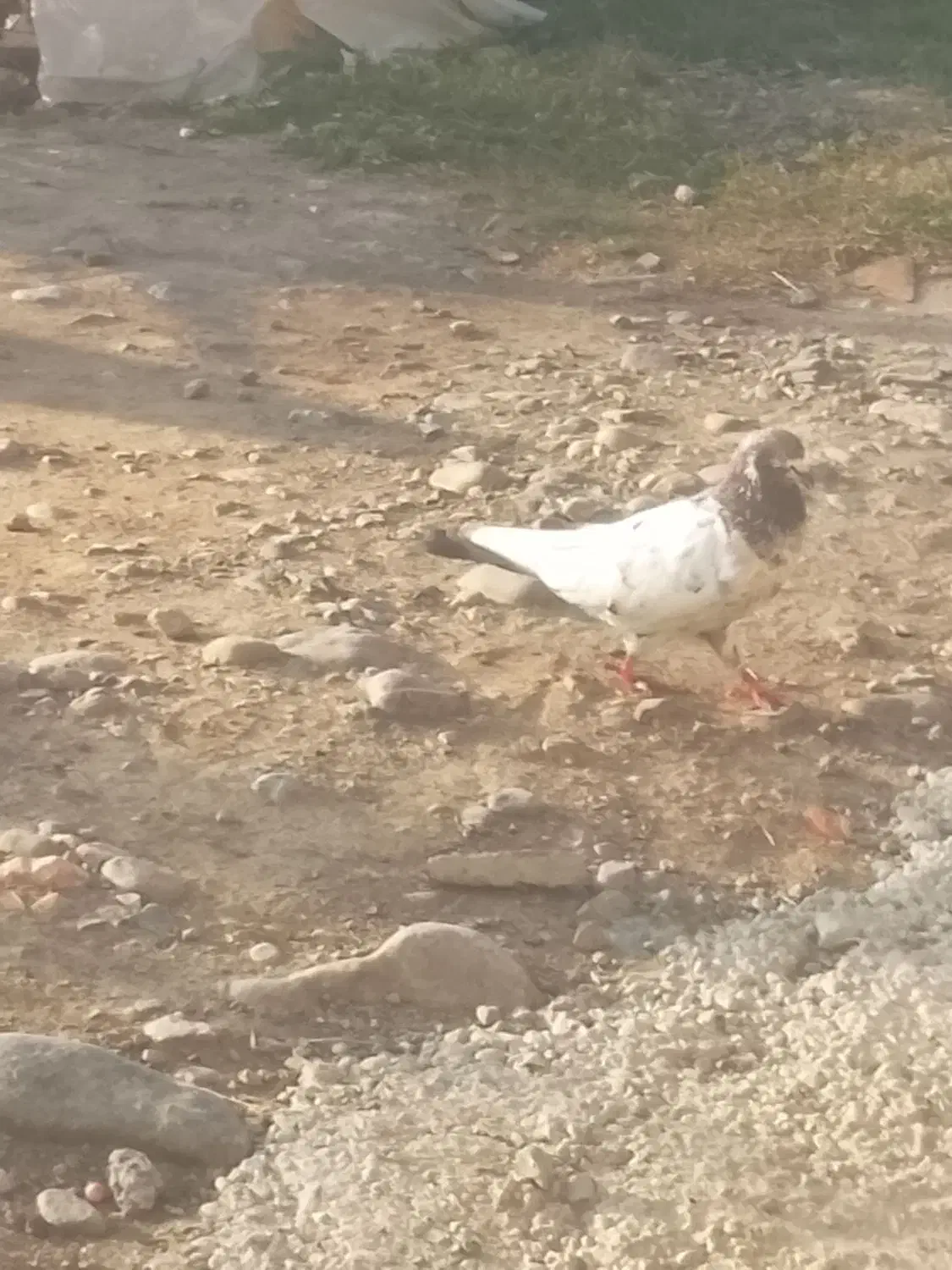 کبوتر پاکستانی نر|پرنده|جلین, |دیوار