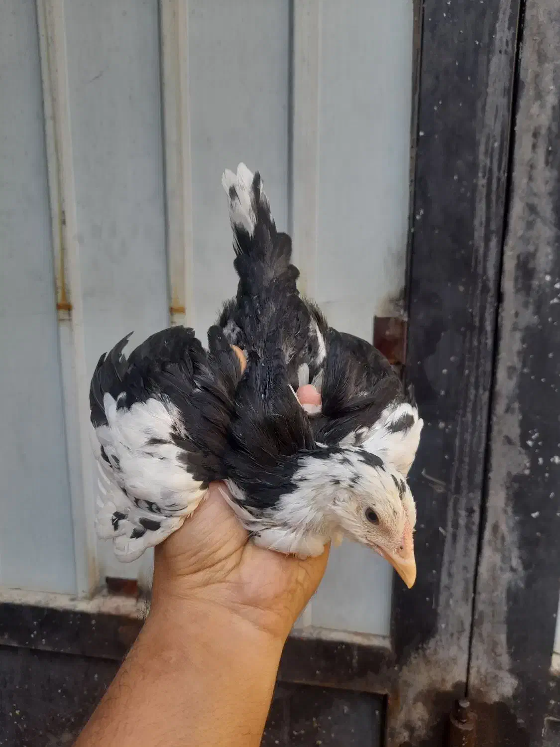 ۱۰ تا نیمچه گلین ۲ ماهه|حیوانات مزرعه|ساوه, |دیوار