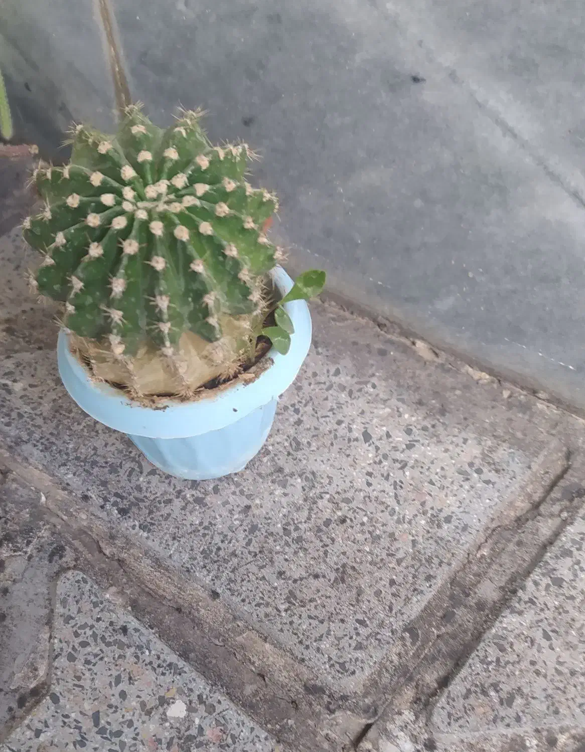 کاکتوس 2|گل و گیاه طبیعی|شاهین دژ, |دیوار