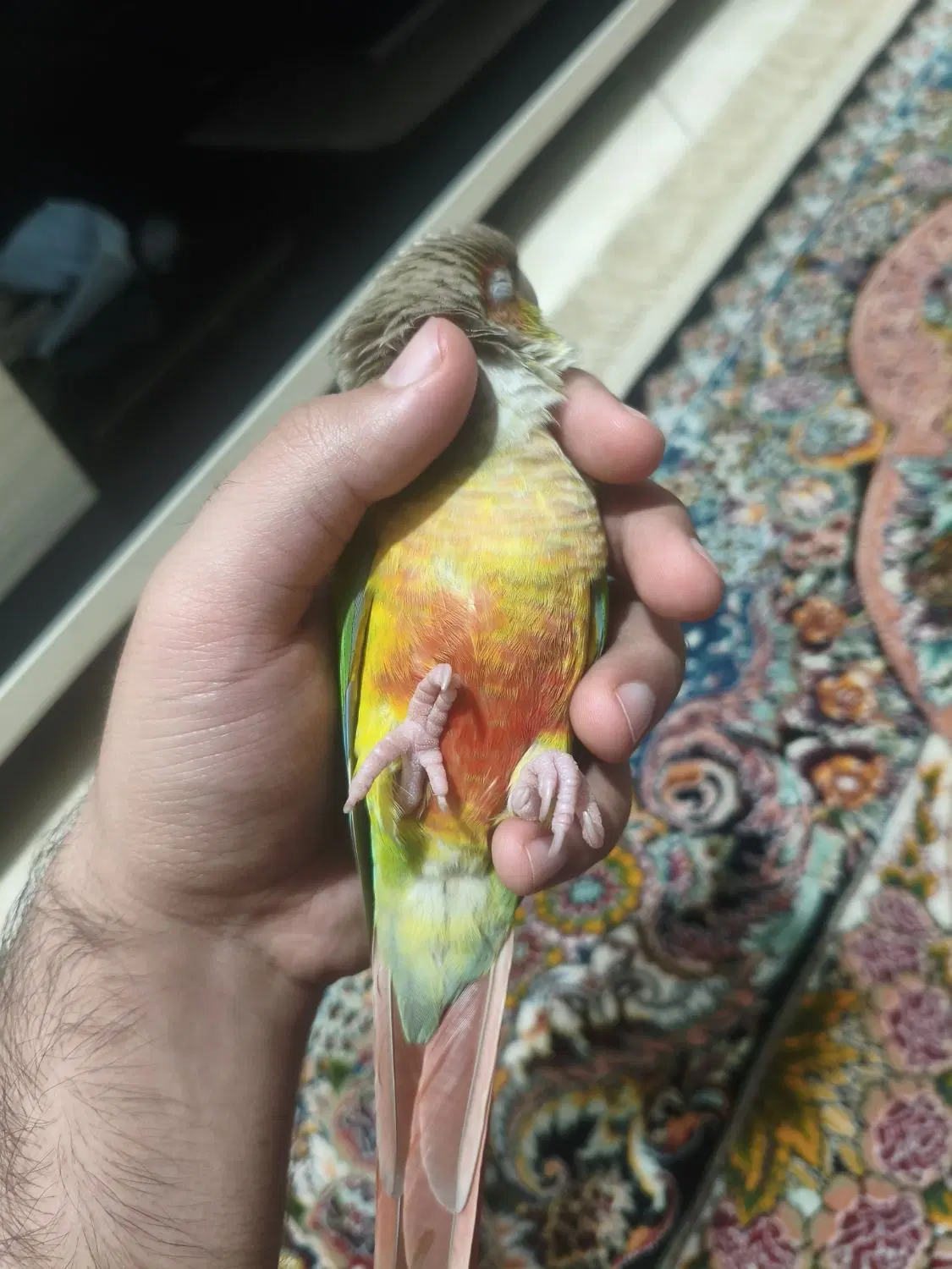 گمشده مژدگانی بیشتر از ارزش خودش|حیوانات|کرج, باغستان|دیوار