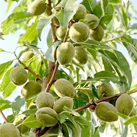 پیش فروش نهال|خدمات باغبانی و درختکاری|تهران, دکتر هوشیار|دیوار