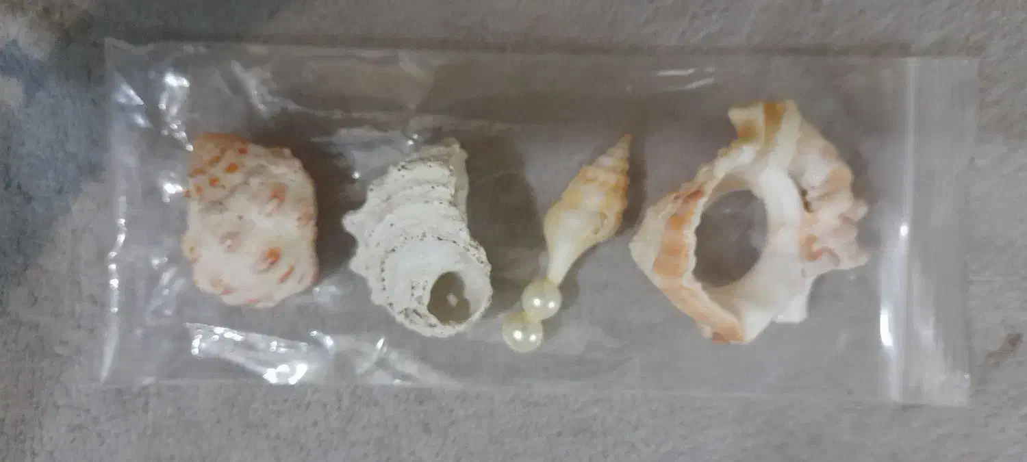 فروش پلاک صدف دریایی|بدلیجات|قائم‌شهر, |دیوار