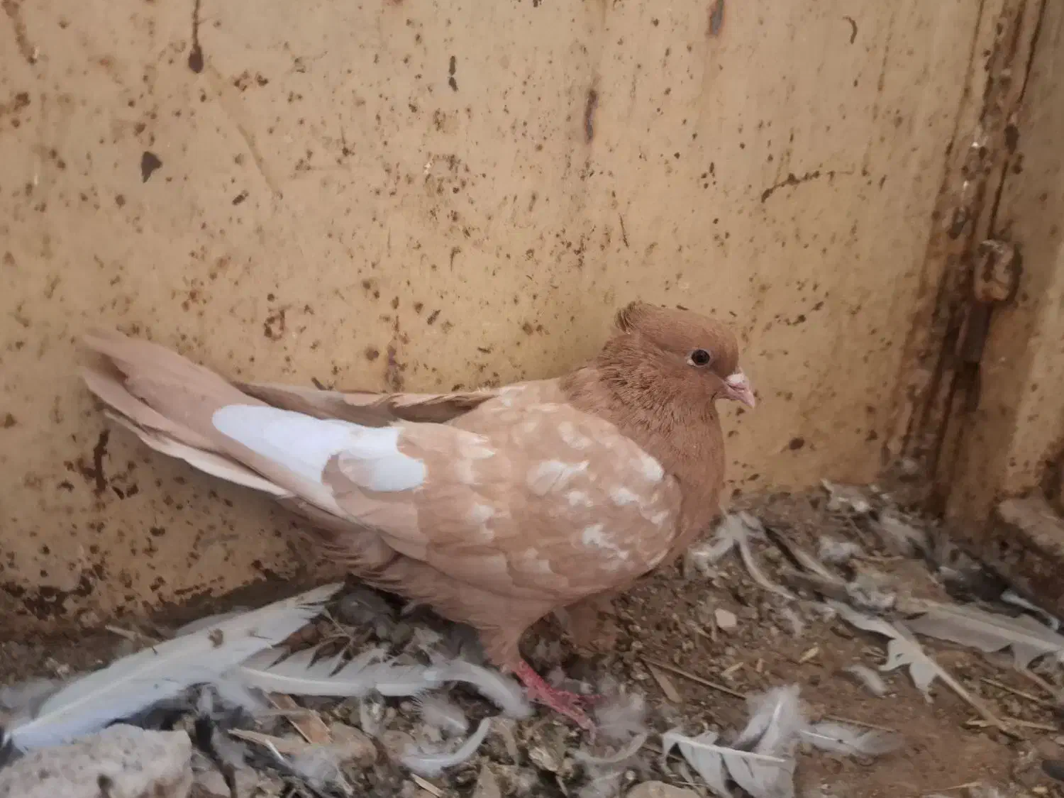 کبوتررنگی|پرنده|داراب, |دیوار