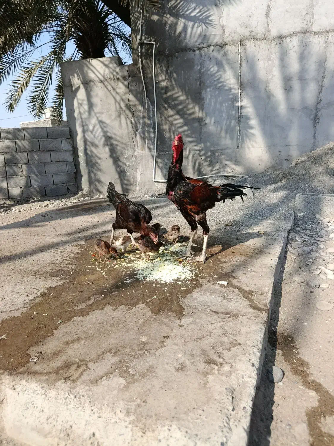 مرغ وخروس|حیوانات مزرعه|میناب, |دیوار