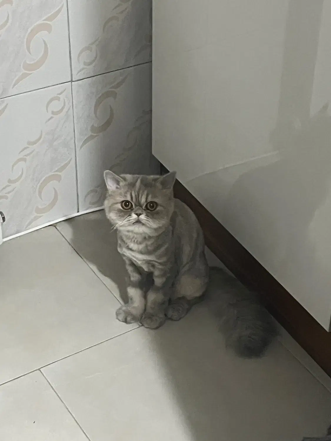 فروش گربه نژاد دار دو رگه پرشین بیریتیش|گربه|تهران, جوادیه تهرانپارس|دیوار