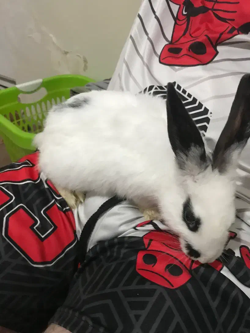 خرگوش|موش و خرگوش|کرج, خرمدشت|دیوار