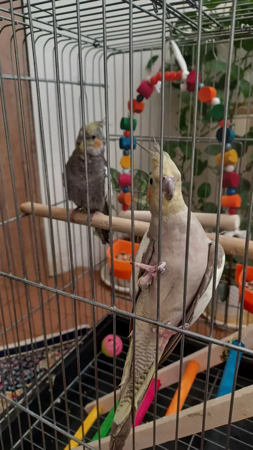 عروس هلندی|پرنده|نسیم‌شهر, |دیوار