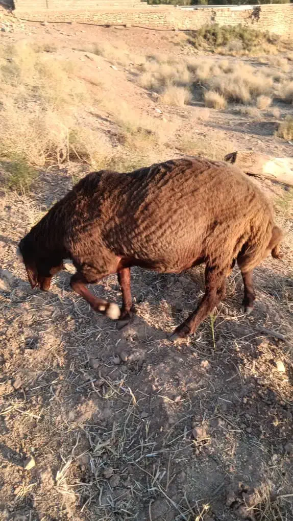 بره چاق|حیوانات مزرعه|شیراز, محراب|دیوار