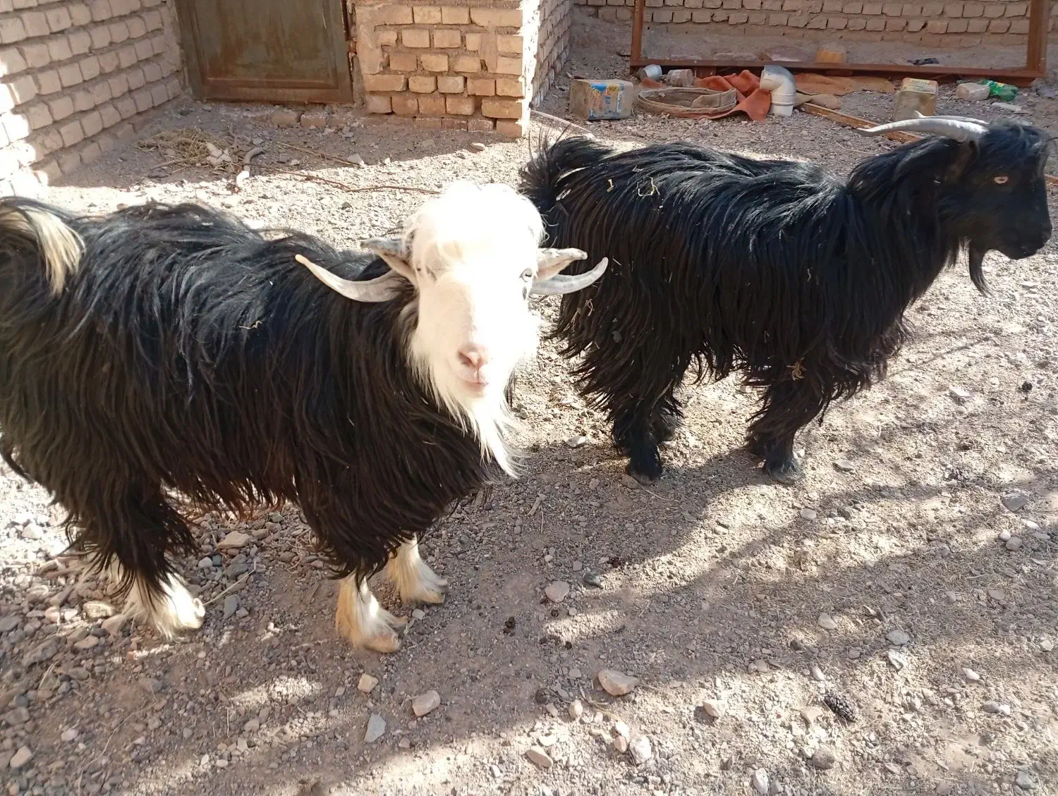 چبش چاق|حیوانات مزرعه|خوسف, |دیوار