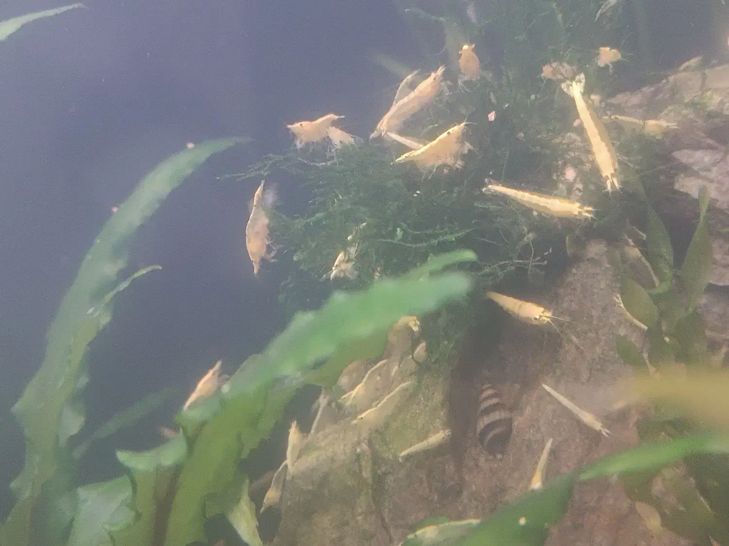 میگو آکواریوم|ماهی|کرمانشاه, |دیوار