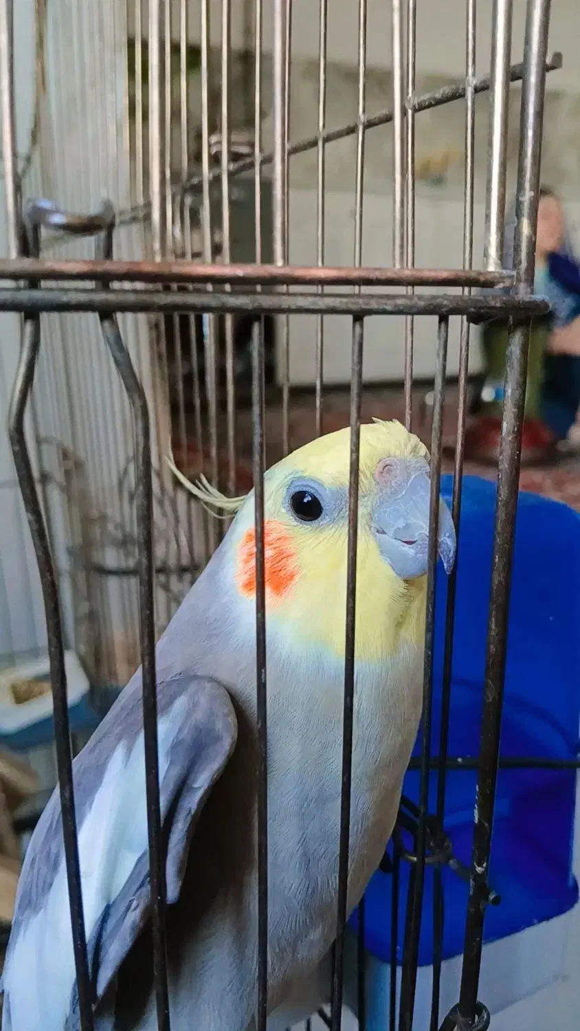 عروس هلندی|پرنده|کوهدشت, |دیوار