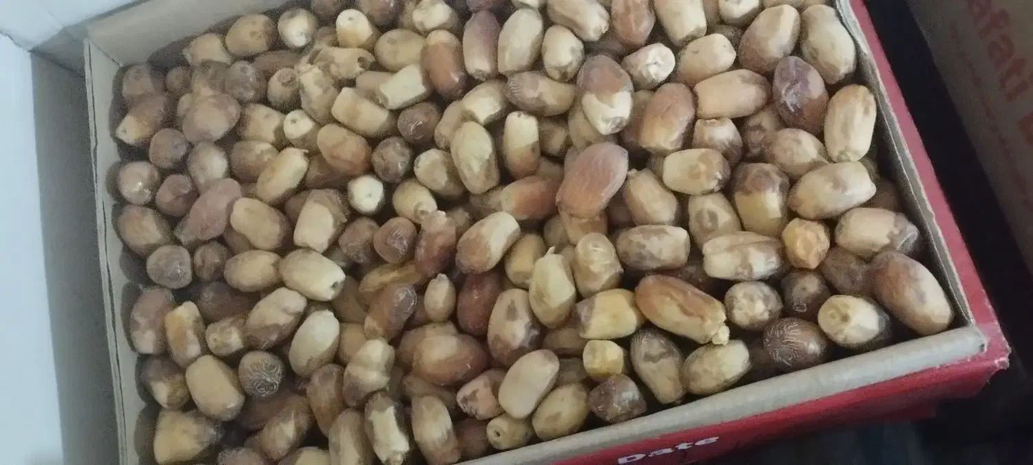 خرما|عمده‌فروشی|چابهار, |دیوار