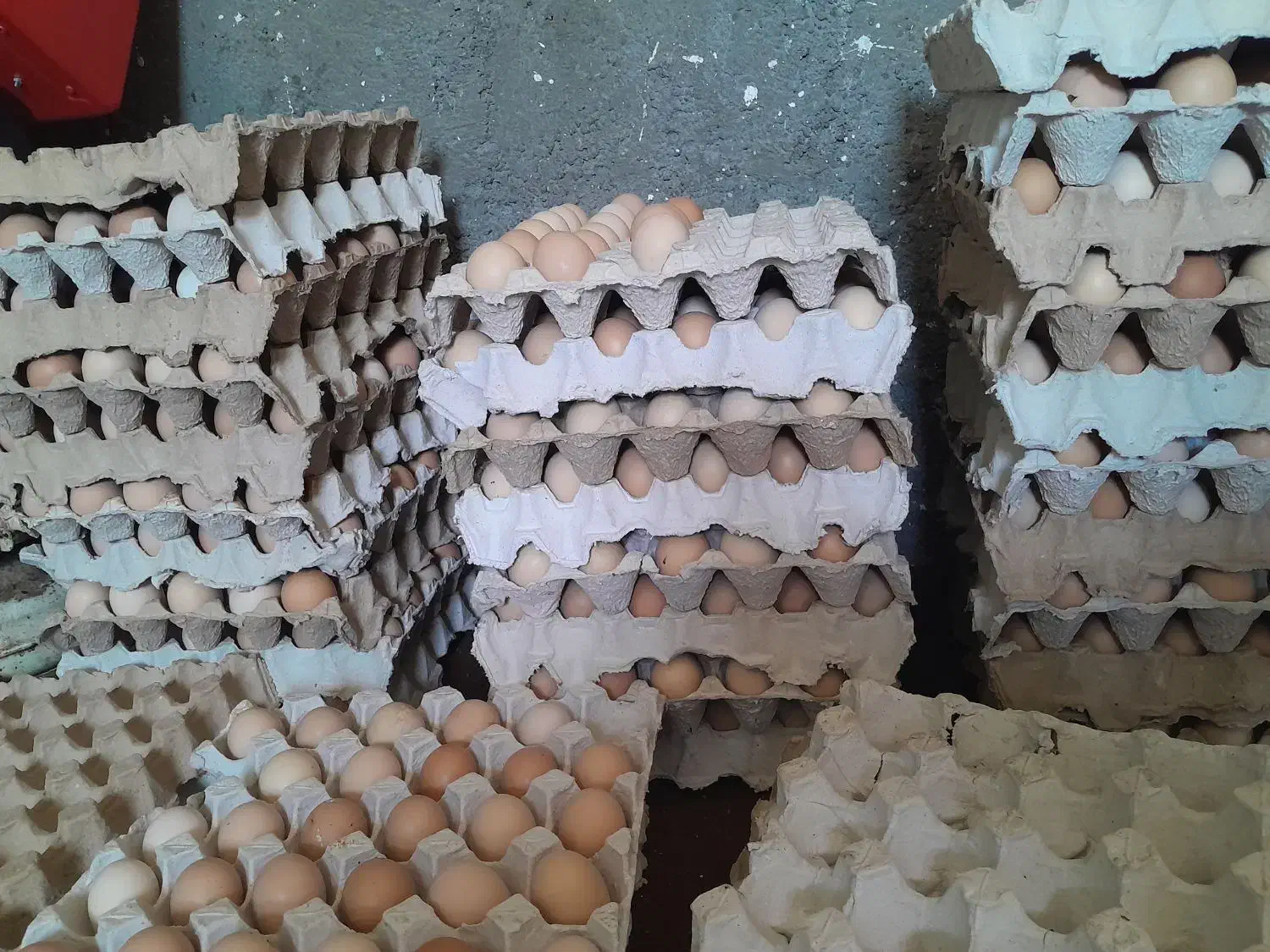 تخم مرغ غ محلی|عمدهفروشی|رودبار, |دیوار