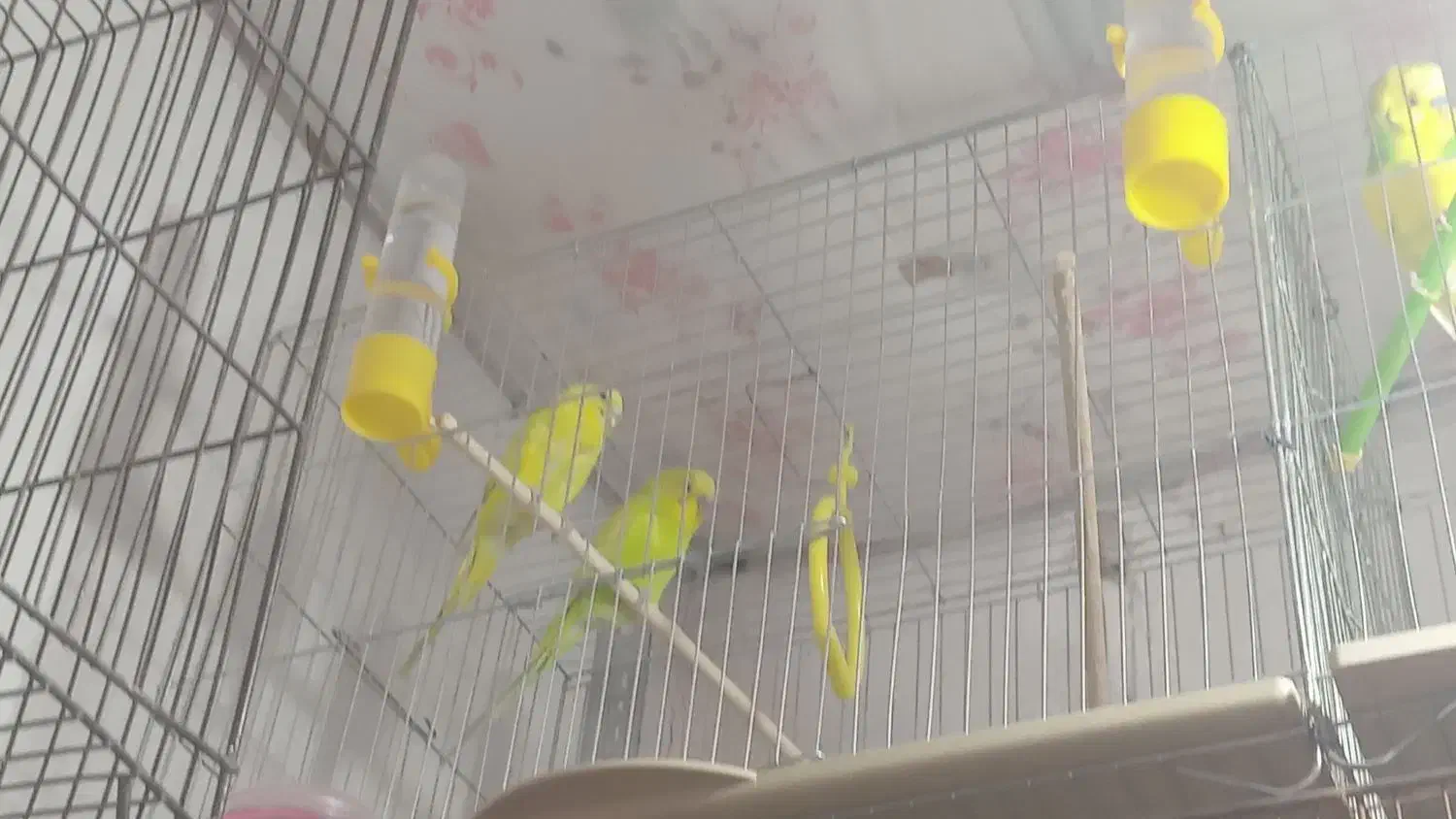 مرغ عشق|پرنده|خمینیشهر, |دیوار