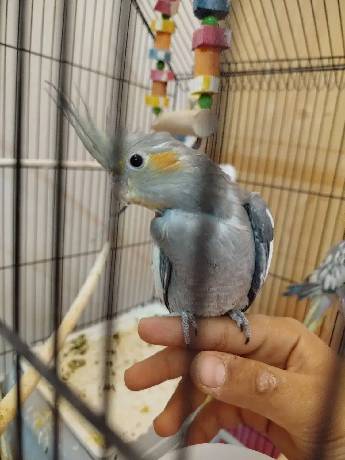 جوجه عروس هلندی نر|پرنده|شیراز, رکن‌آباد|دیوار